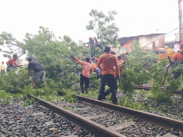 Pohon Tumbang Tutupi...
