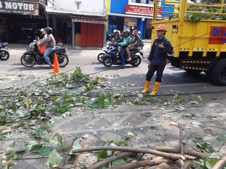 Tertimpa Pohon Tumbang,...