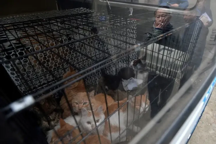 1.000 Kucing Nyaris...