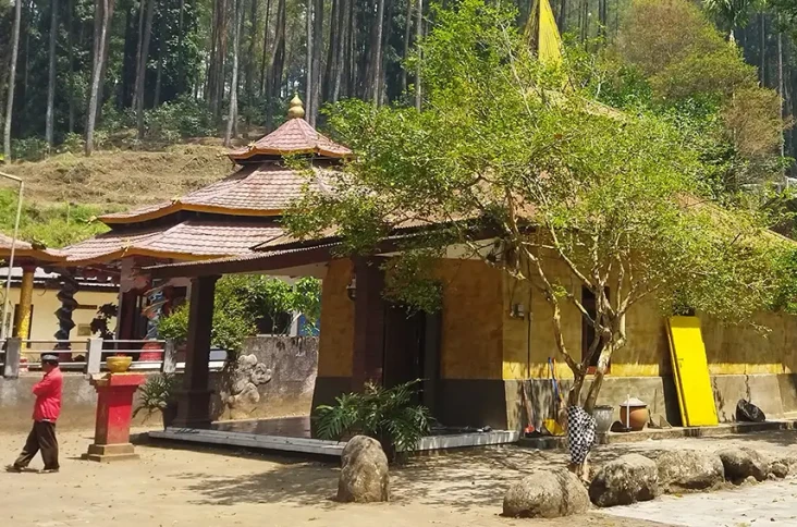 Pohon Dewandaru Awal...