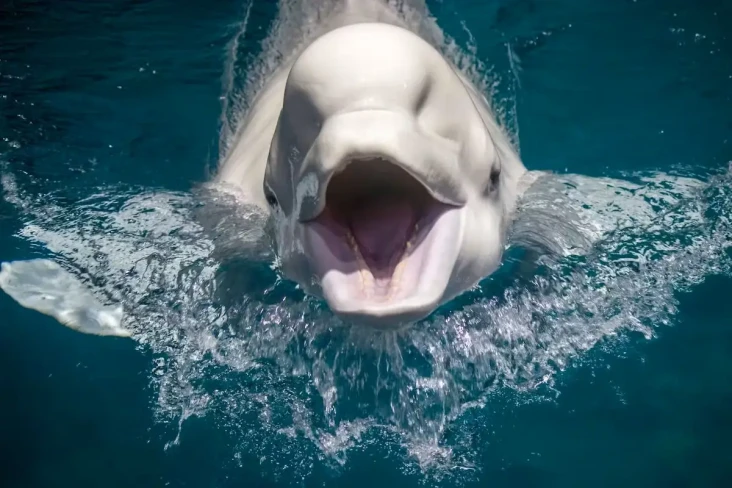 6 Fakta Beluga, Paus...