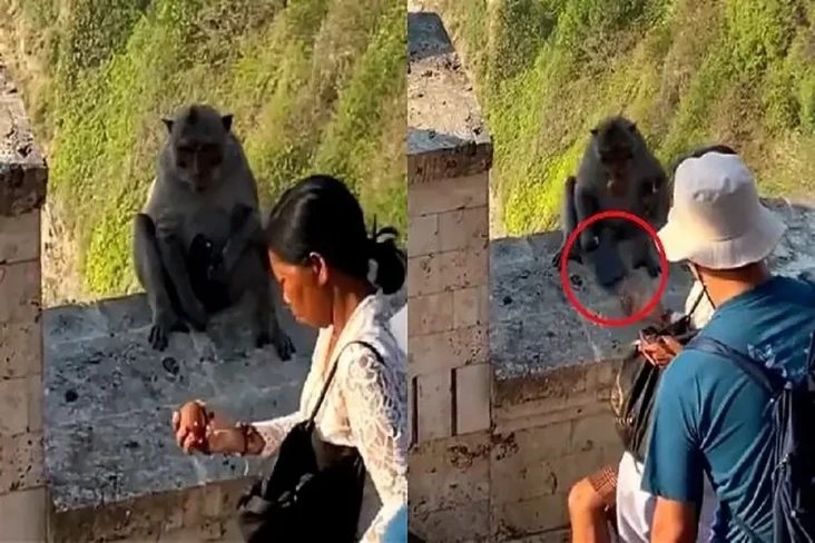 Viral, Monyet di Bali...