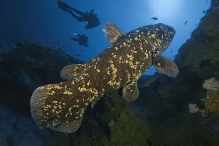 5 Fakta Coelacanth,...