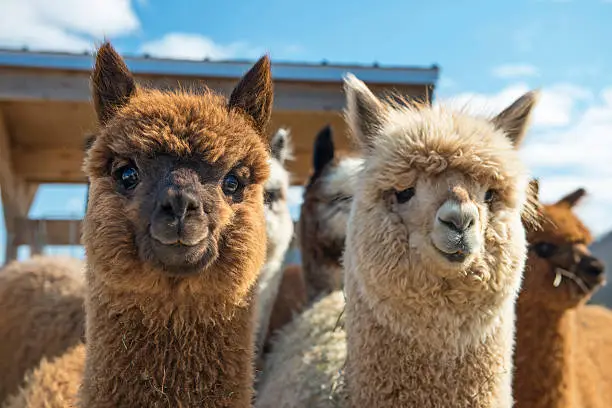 11 Fakta Unik Alpaca,...