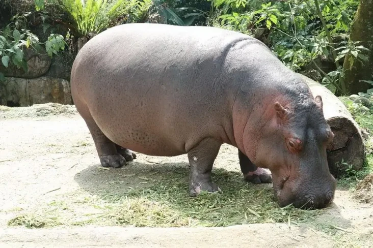 12 Fakta Menarik Kuda...
