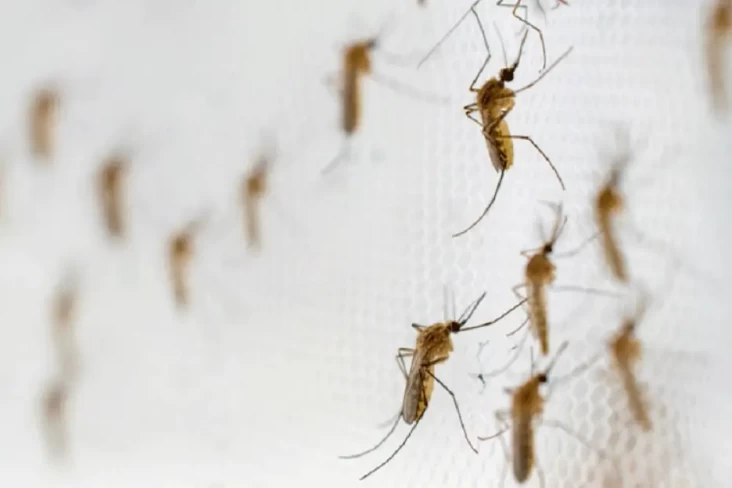 Metode Wolbachia Jadi...