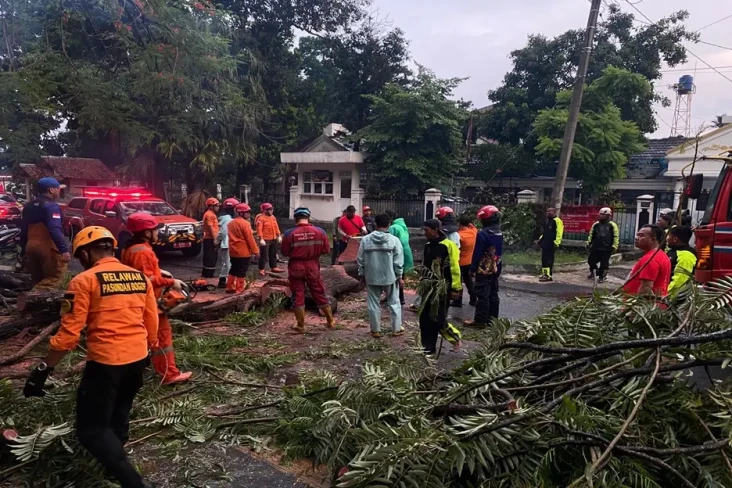 Pohon Tumbang hingga...