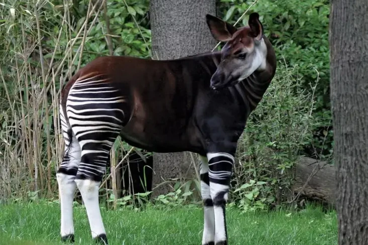 5 Fakta Menarik Okapi,...
