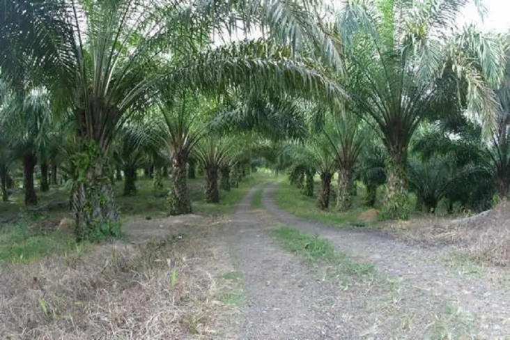 Aceh Tamiang Sukses...