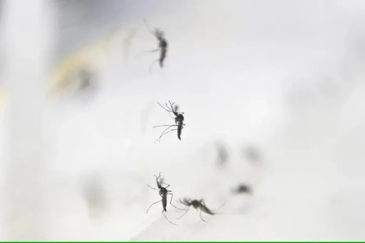 Apa Itu Nyamuk Wolbachia?...