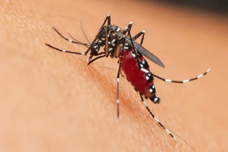 Wolbachia Bisa Mengatasi...