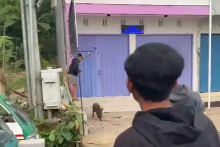 Gempar, 3 Babi Hutan...