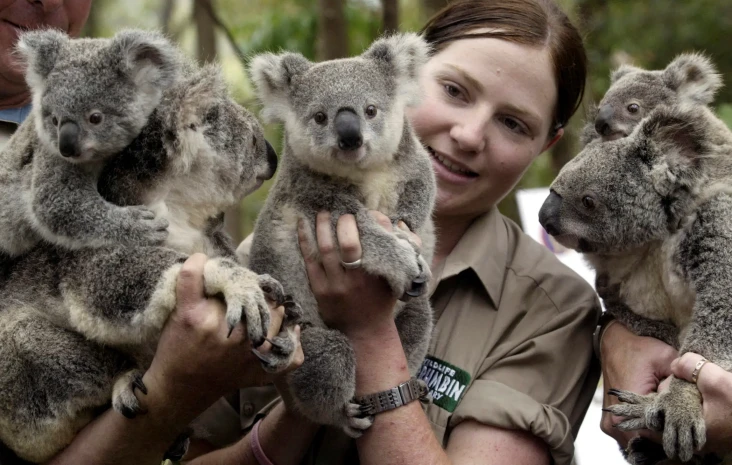 7 Fakta Menarik Koala,...