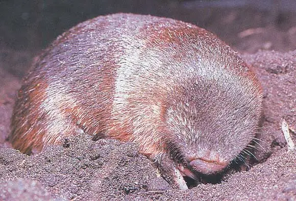 Spesies Tikus Ini Tiba-tiba...