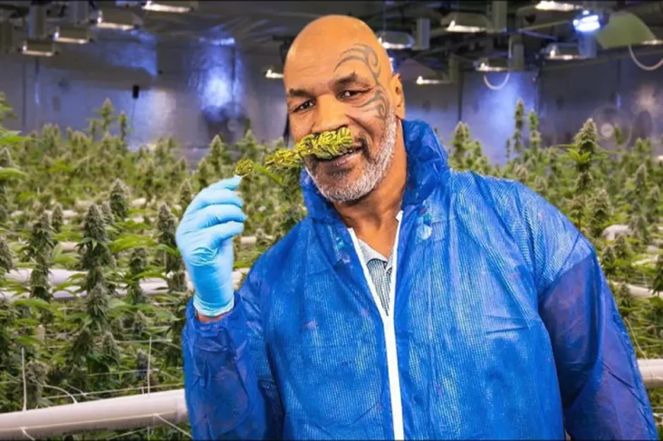3 Fakta Bisnis Ganja...