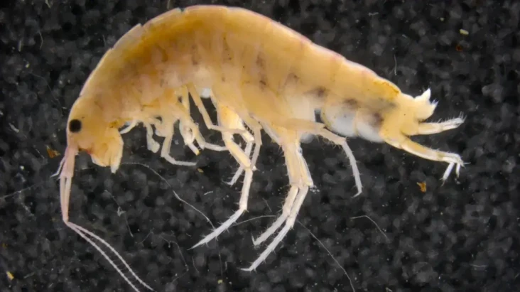 Ahli Entomologi Temukan...