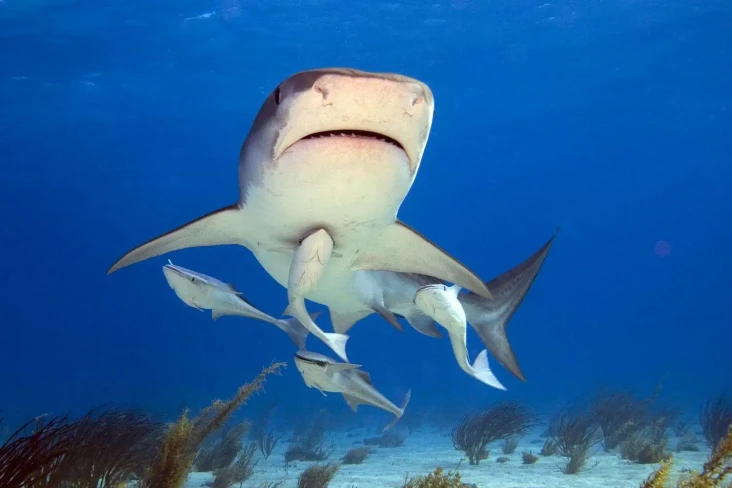 7 Fakta Unik Remora,...