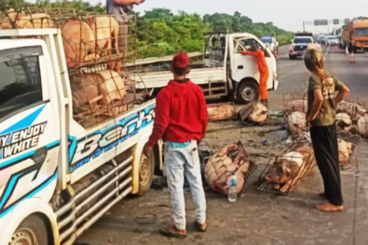 Mobil Pikap Angkut Puluhan...