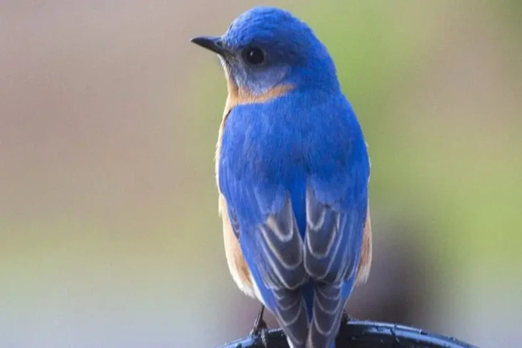 Bulu Burung Bluebird...