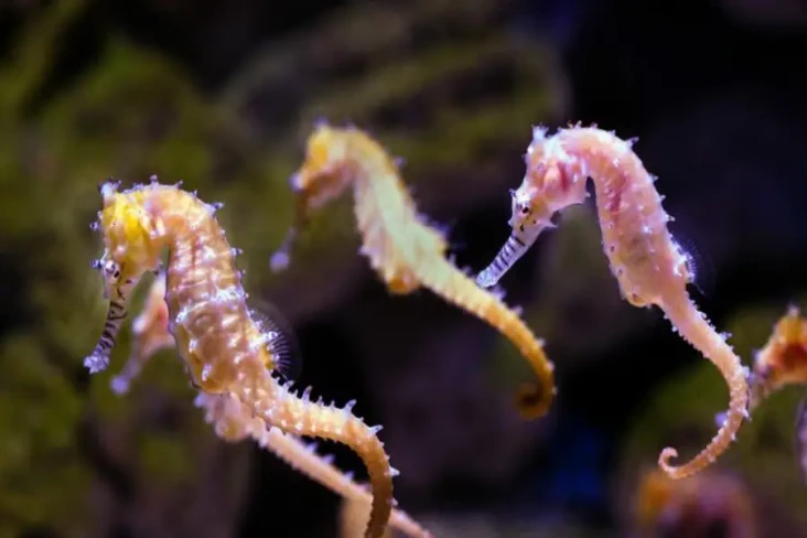 7 Fakta Unik Kuda Laut,...