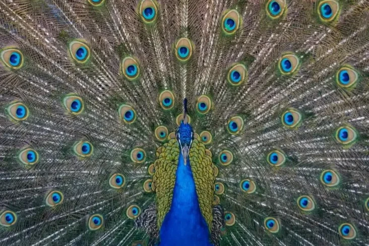 7 Fakta Unik Burung...