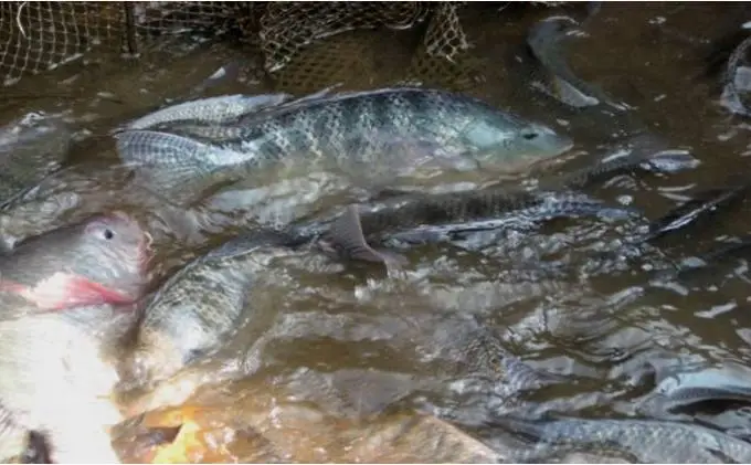25 Persen Spesies Ikan...