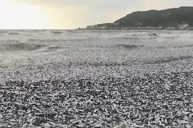 1.200 Ton Ikan Mati...