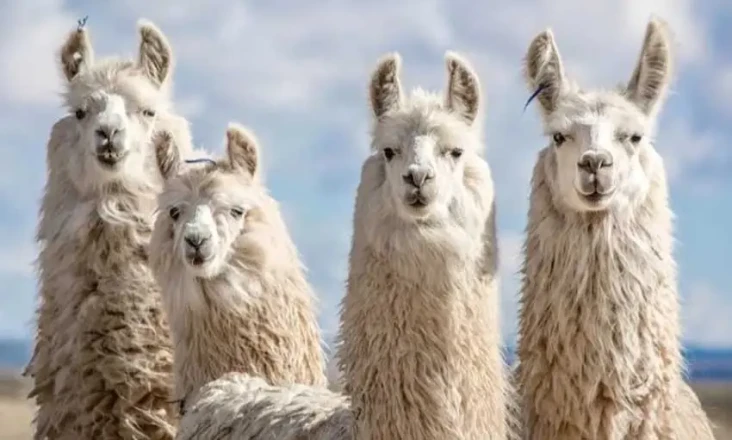 Llama Punya Antibodi...