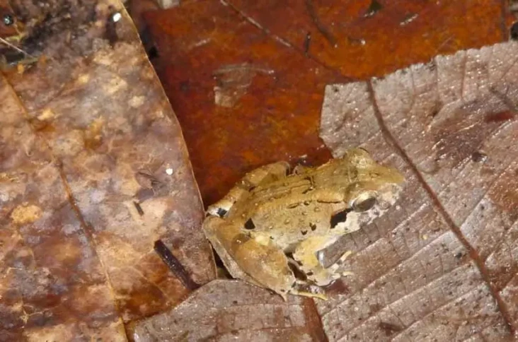 Spesies Katak Bertaring...