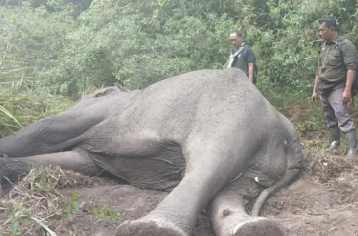 Memilukan! Gajah Dugul...