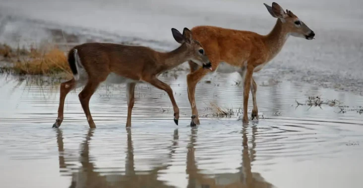 7 Fakta Penyakit Rusa...