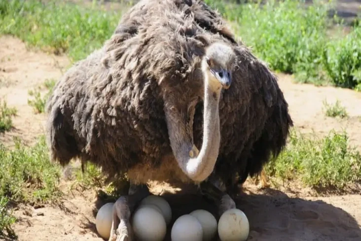5 Telur Terbesar di...
