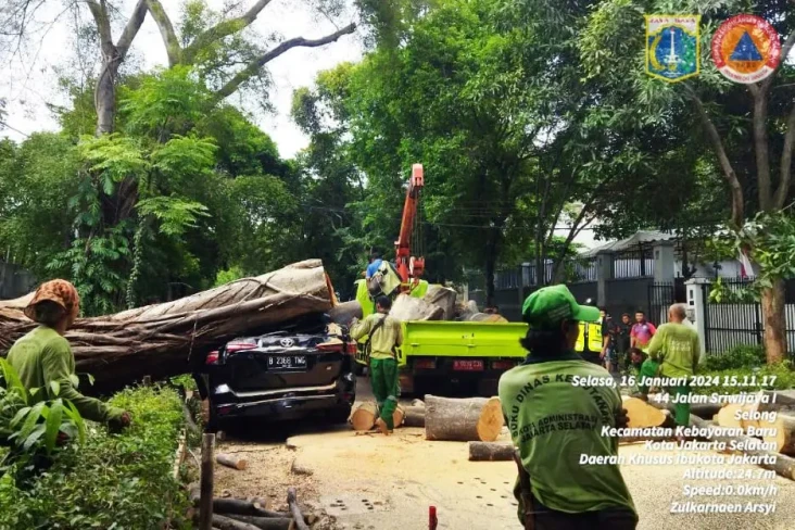 Pohon Raksasa Tumbang...