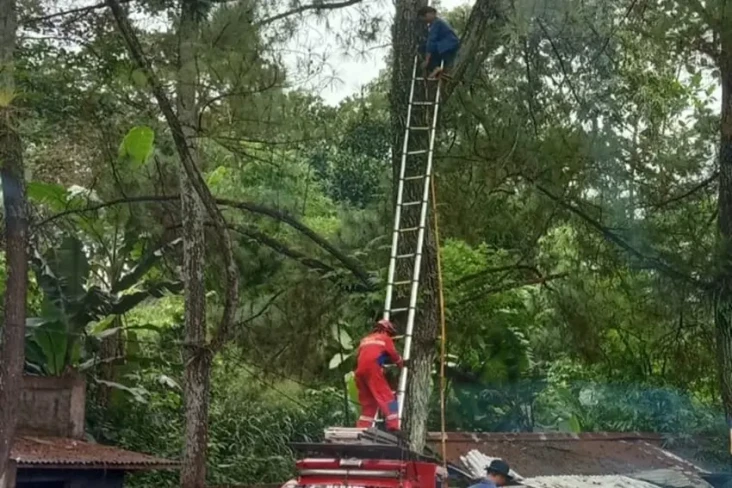 Balita Tewas Usai Disengat...