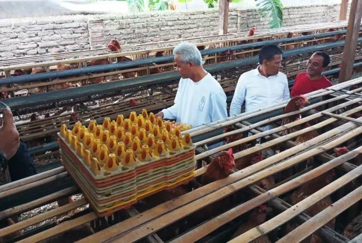Panen Telur Ayam di...