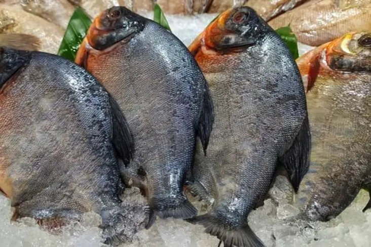 3 Ikan Tawar yang Punya...