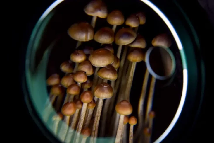 Mengenal Psilocybin...