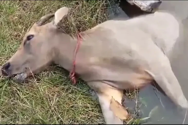 Diserang Nyamuk Banjir,...