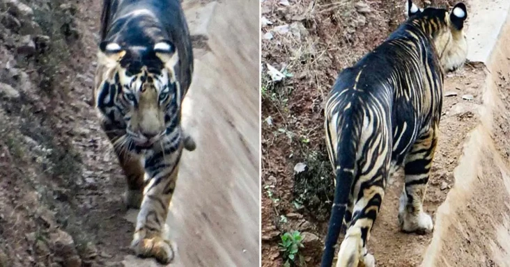 Taman Harimau Hitam...