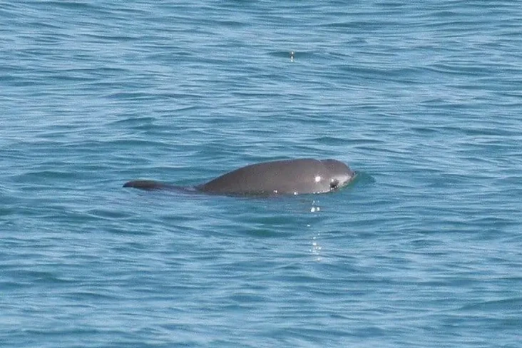 7 Fakta Menarik Vaquita,...