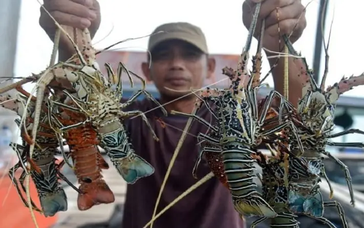 Pemerintah Bakal Buka...