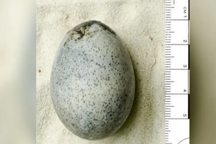 Ajaib, Telur Ayam Berusia...