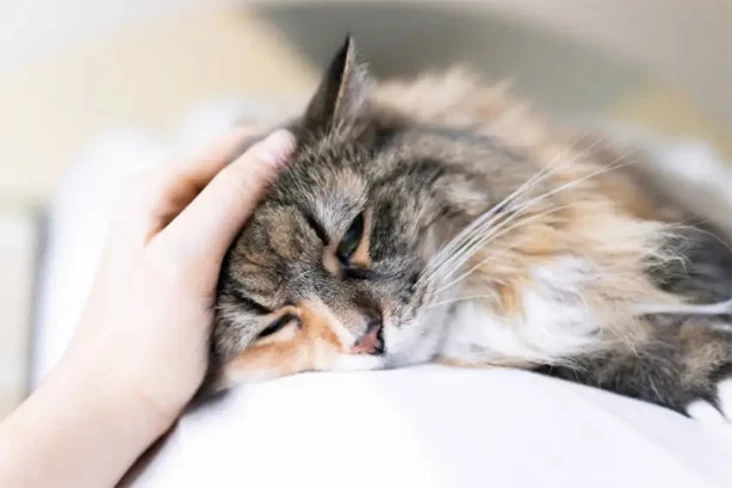 11 Penyakit pada Kucing...