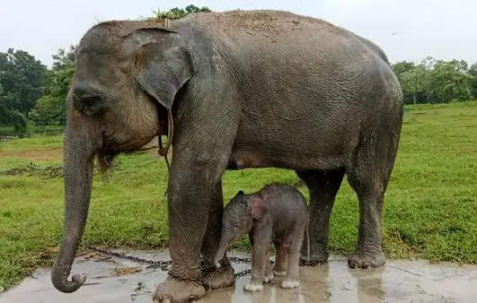 Bikin Gemes, Anak Gajah...