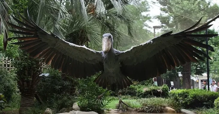 Shoebill Burung Raksasa...