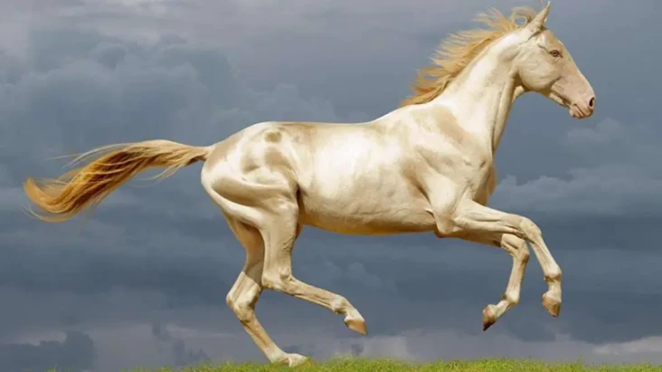 Akhal-Teke Ras Kuda...