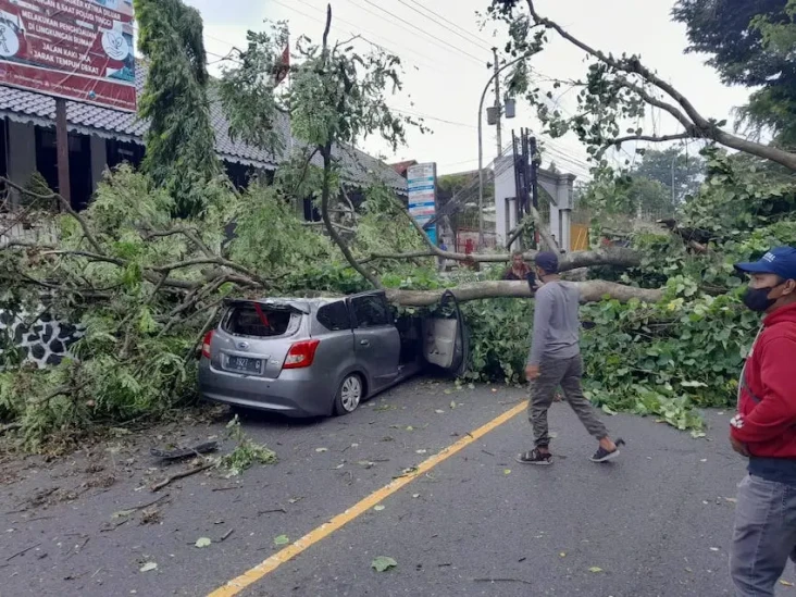 Pohon Tumbang Timpa...