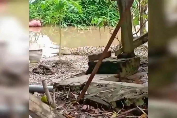 Heboh Buaya Berjemur...