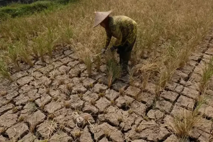 Awal Musim Kemarau 2024...