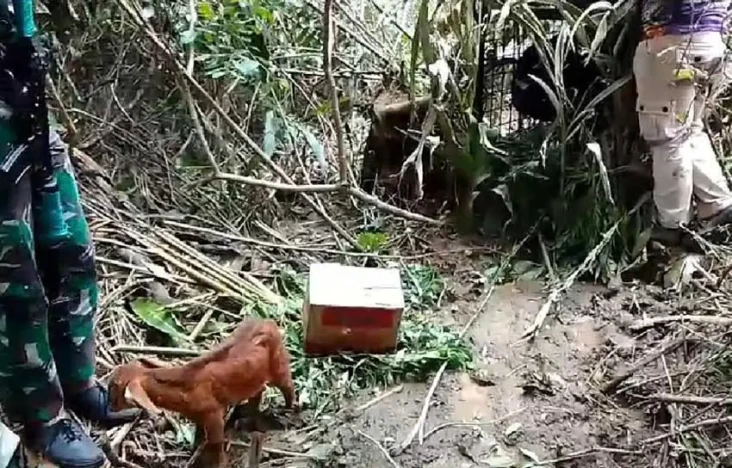 Beri Umpan Kambing,...